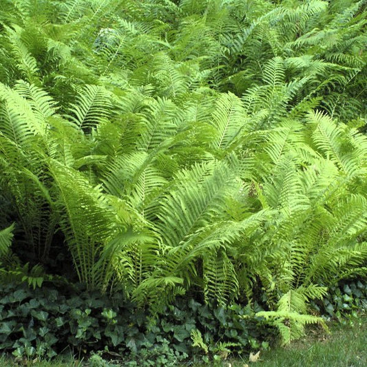 Ostrich Fern with large, dark green fronds in a shaded garden