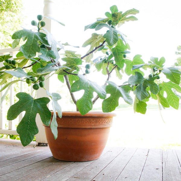 Fignomenal Dwarf Fig tree growing in a container with brown-skinned figs