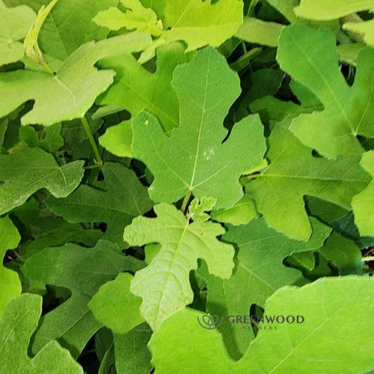 Fignomenal Dwarf Fig tree growing indoors with lush green leaves