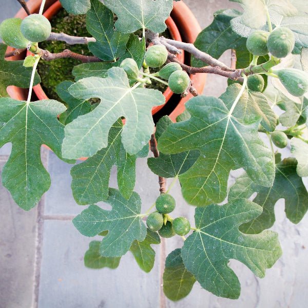Fignomenal Dwarf Fig tree growing in a container with brown-skinned figs