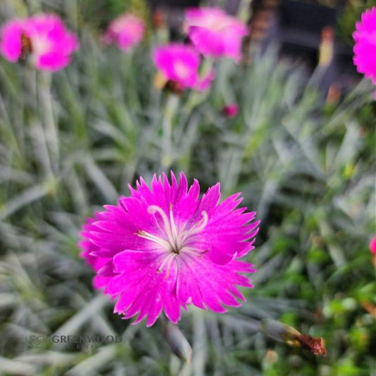 Close-up of Dianthus Firewitch's hot pink flowers with small white centers