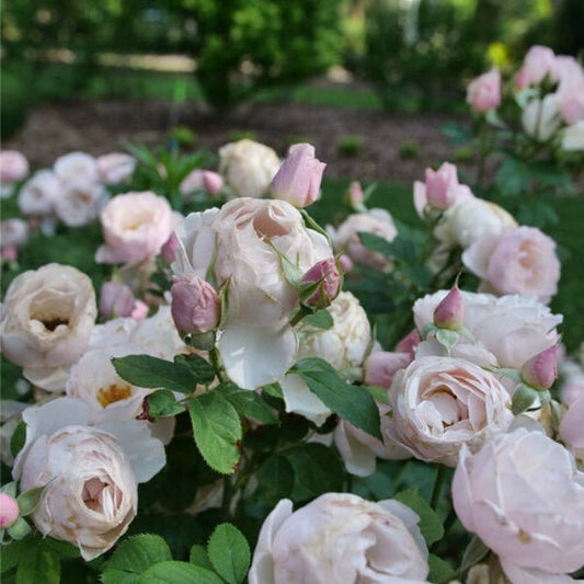 Flavorette Pear’d® Rose in a garden setting, adding beauty and culinary charm