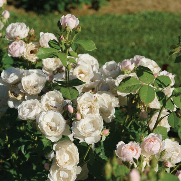 Flavorette Pear’d® Rose in a garden setting, adding beauty and culinary charm