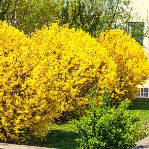Lynwood Gold Forsythia β Ideal for Hedges and Landscaping