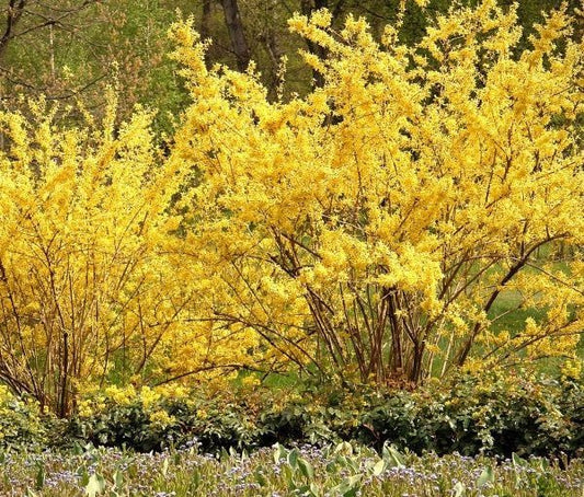 Elegant Weeping Forsythia with Vibrant Yellow Flowers