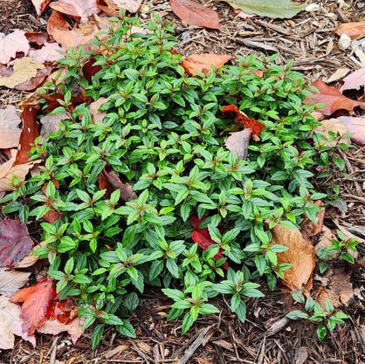 Veronica Georgia Blue used in a rock garden, adding color and texture