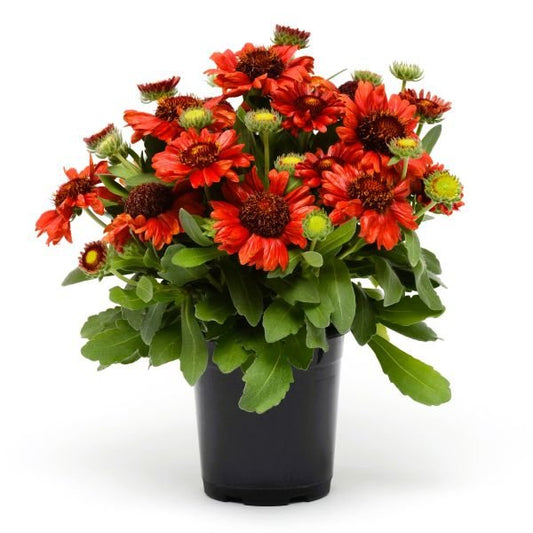 gaillardia-mesa-red in container