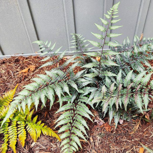 Close-up of Godzilla Japanese Painted Fern's silvery gray and green fronds in landscape