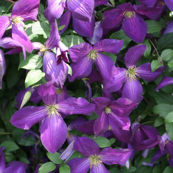 Happy Jack Clematis | Greenwood Nursery