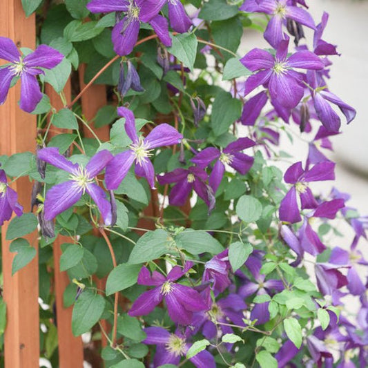 "Happy Jack Clematis growing on a trellis"