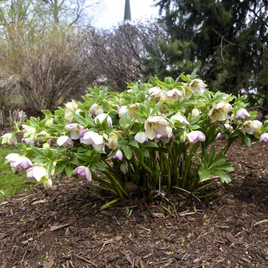 Helleborus 'French Kiss' used in a woodland garden, adding early spring color