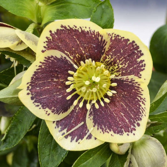 Close-up of Helleborus 'Rio Carnival' with large, rich-colored flowers