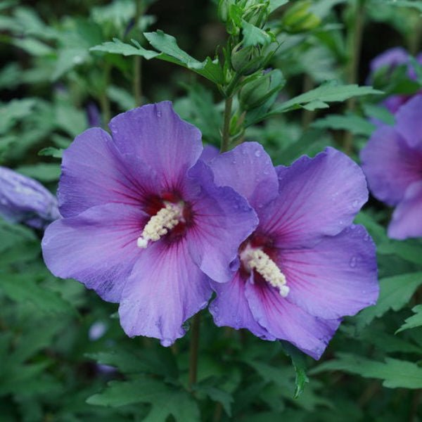 Close-up of Paraplu Violet® Hibiscus's rich violet blooms