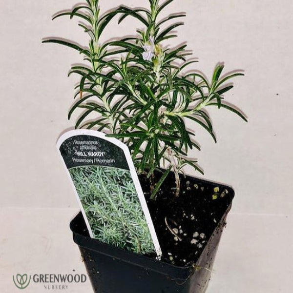Hill Hardy Rosemary plant with green, aromatic leaves