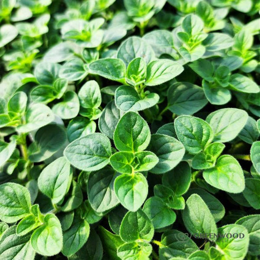 Close-up of Hot and Spicy Oregano leaves, perfect for culinary use