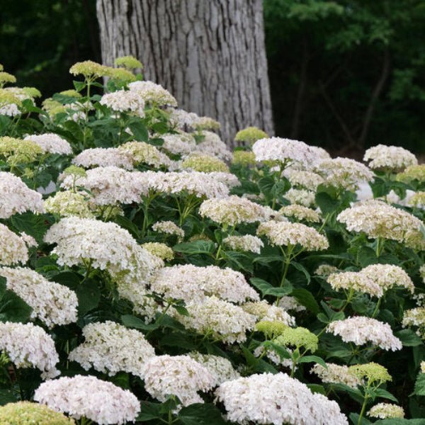 Close-up of Wee White Hydrangea's white flowers emerging from deep green foliage