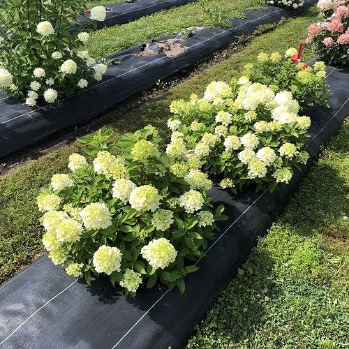 hydrangea-fire-light-tidbit Row of white flowering plants in black pots on a grassy area
