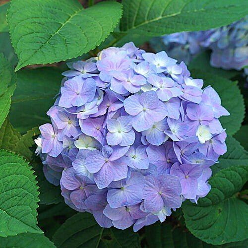 hydrangea-lets-dance-sky-view Close-up of a purple hydrangea flower surrounded by green leaves