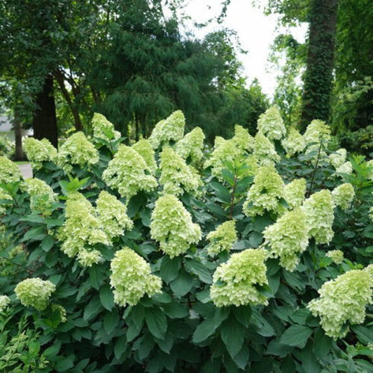 Close-up of Limelight Prime® Hydrangea's vibrant flowers in different color stages