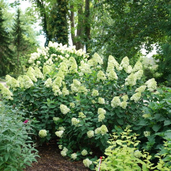 Limelight Prime® Hydrangea planted in a garden, showcasing its compact size and bold blooms