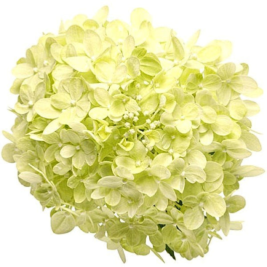 Compact Little Lime Punch™ Hydrangea thriving in a well-designed garden border
