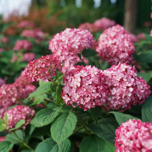 Close-up of Invincibelle® Ruby Hydrangea's pink to burgundy flowers