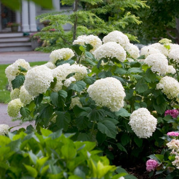 Close-up of Incrediball® Hydrangea's green, cream, and white blossoms