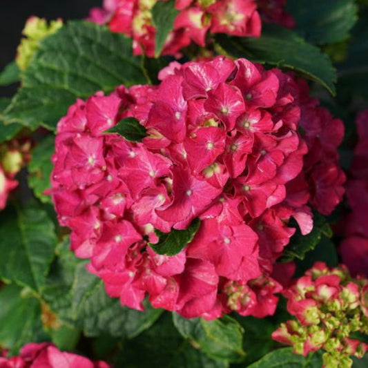 Wee Bit Grumpy Hydrangea with deep red flowers