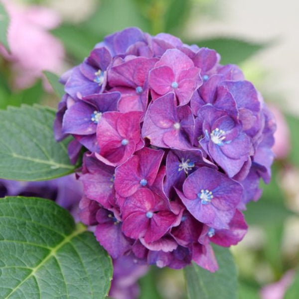 Close-up of deep purple-blue flowers on Wee Bit Grumpy Hydrangea
