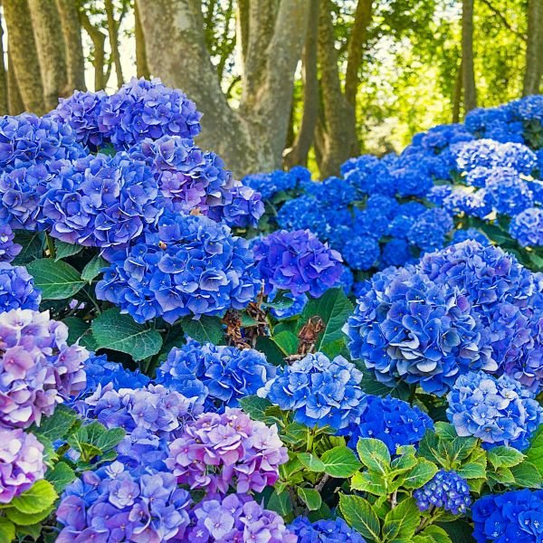 Nikko Blue Hydrangea adding vibrant color to a garden