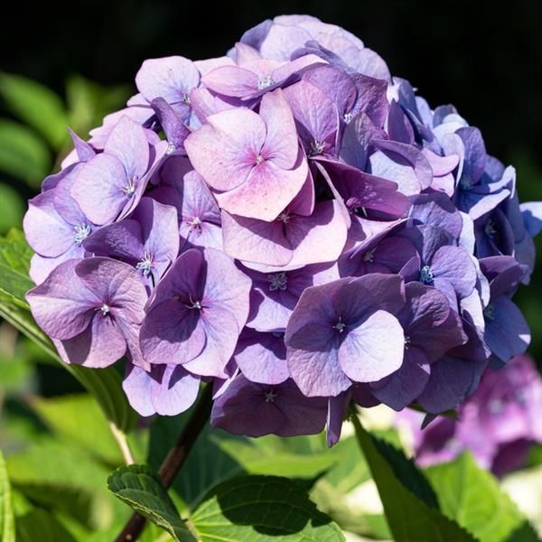 Close-up of pink or blue flowers on Penny Mac Hydrangea
