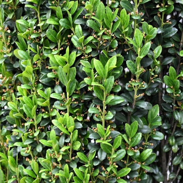 ilex crenata 'Sky Pencil' close up