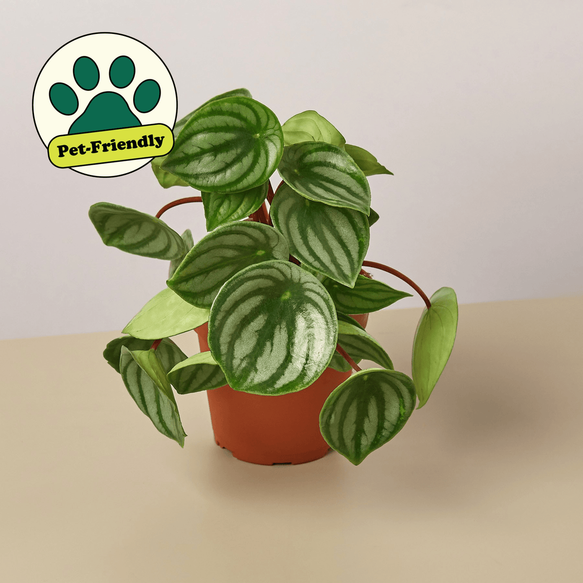 Watermelon Peperomia (Peperomia argyreia)