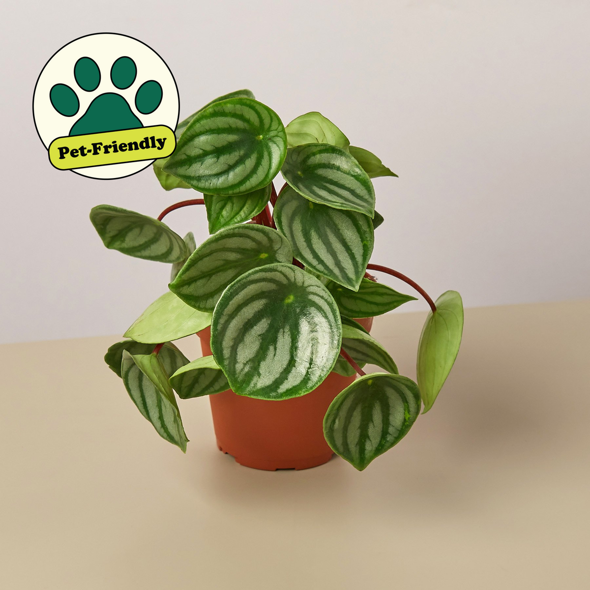 Watermelon Peperomia (Peperomia argyreia)