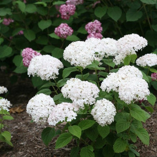 Wee White Hydrangea planted in a garden, showcasing its compact size and charming blooms