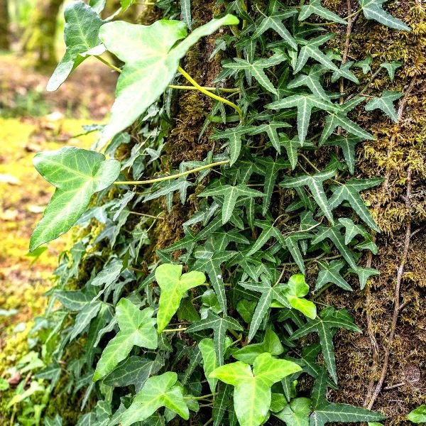 Needlepoint Green ivy leaves on a tree trunk with a blurred natural background