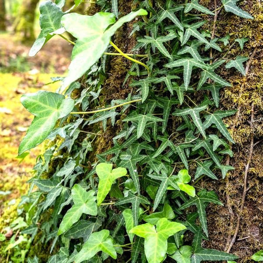 Needlepoint Green ivy leaves on a tree trunk with a blurred natural background