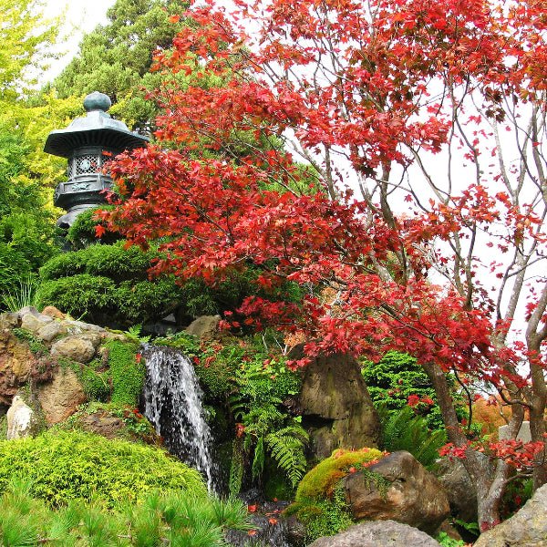 Japanese Red Maple with deep red to burgundy foliage in spring