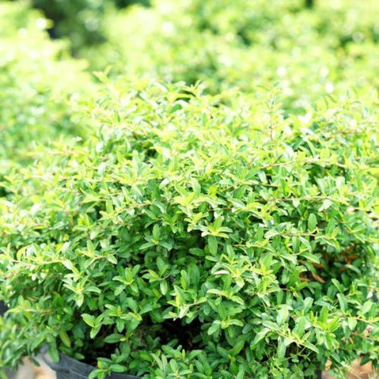 Juke Box® xPyracomeles adding structure and texture to a garden bed