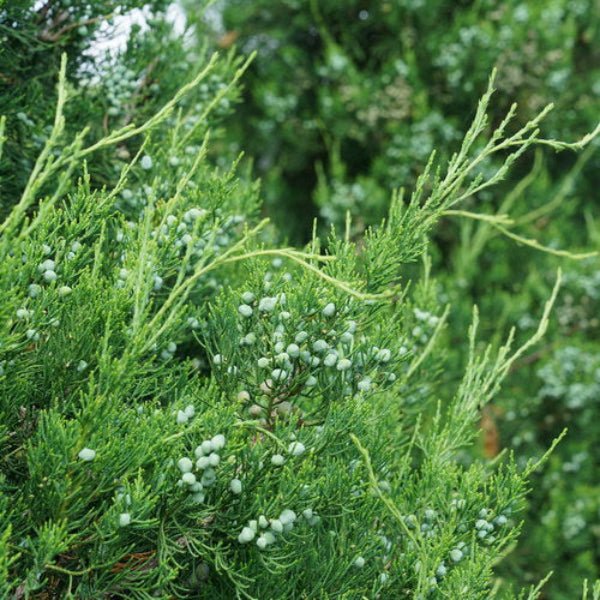 Gin Fizz® Juniper with abundant berries and evergreen foliage