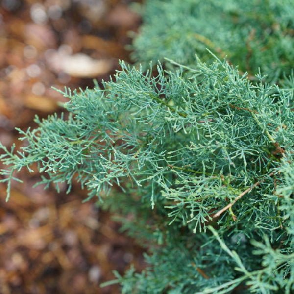 Close-up of Montana Moss® Juniper’s cool blue-green leaves