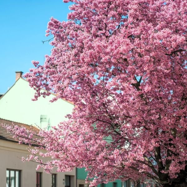 Kwanzan Cherry Blossom Tree with double pink blossoms