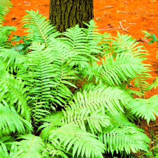 Greenwood Nursery Bare Root Lady Ferns for Naturalized Landscapes