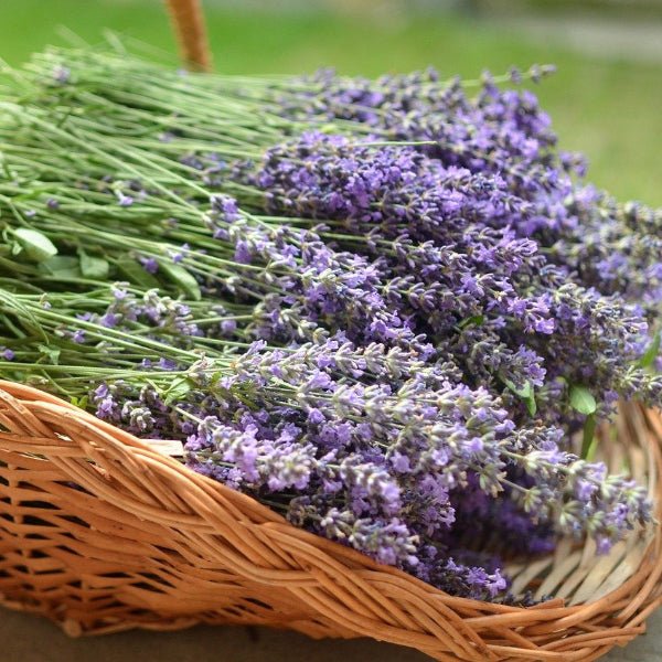 Close-up of Vera Lavender's blue-purple blooms and silvery foliage