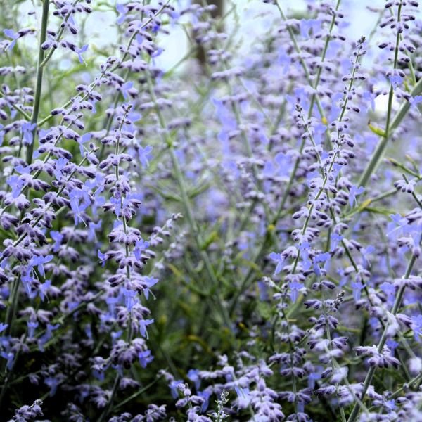 sage lavender plant Buy Little Lace Russian Sage Plants Online Nursery – Greenwood Nursery
