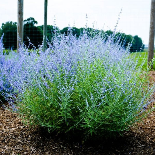 Compact Drought-Tolerant Russian Sage for Gardens