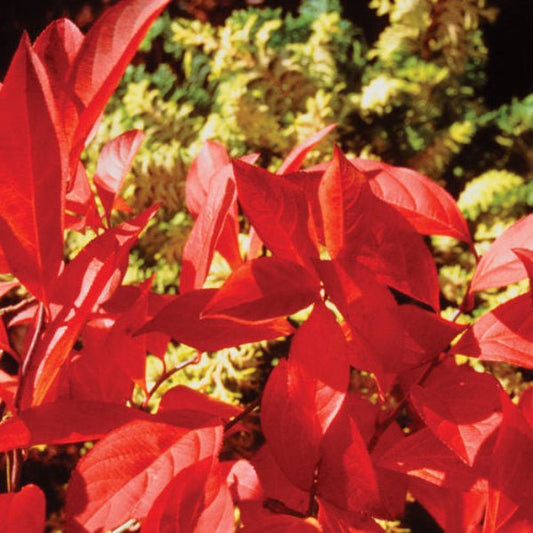 Close-up of Little Henry® Itea Sweetspire’s red-purple fall foliage