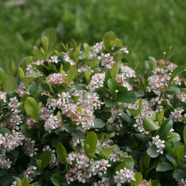 "Dainty white flowers of Dwarf Chokeberry Low Scape Mound® Aronia"
