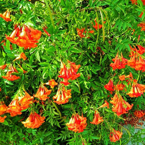 'Madame Galen' Trumpet Creeper trailing over a garden trellis.