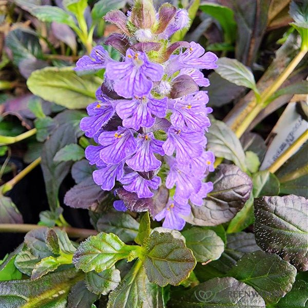 "Mahogany Ajuga reptans with deep mahogany leaves and blue flowers in bloom"